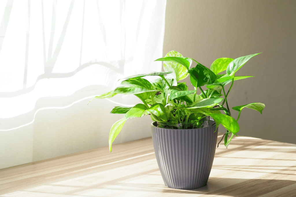 Pothos in Sunshine