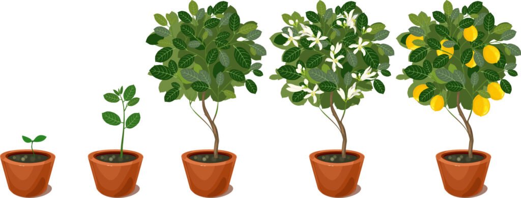 Potted Lemon Tree Growth Stages