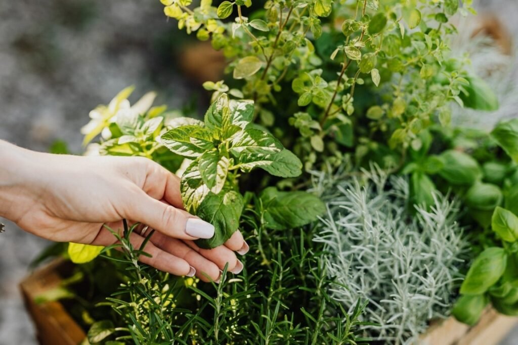 Potting Soil for Herbs