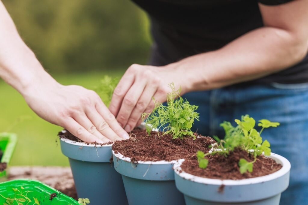 Potting Soils for Herbs