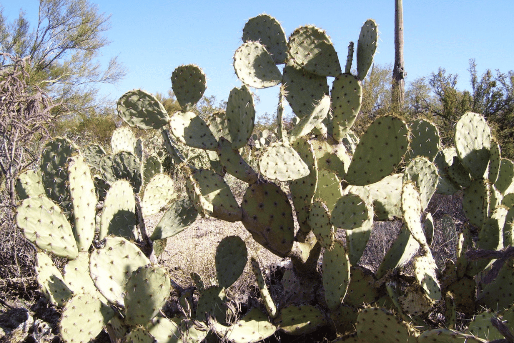 Prickly Pear Cactus