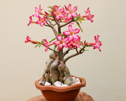 how to prune desert rose bonsai