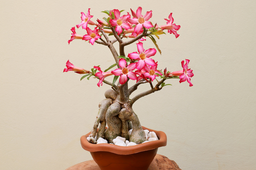 how to prune desert rose bonsai