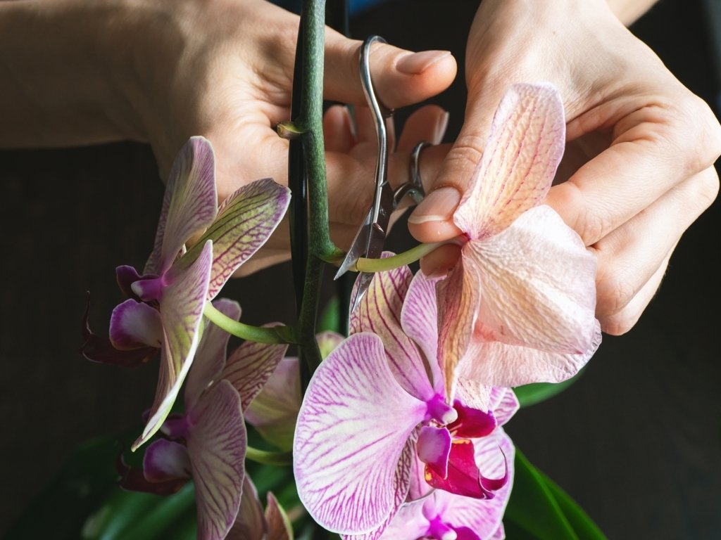 Pruning Orchid Flowers