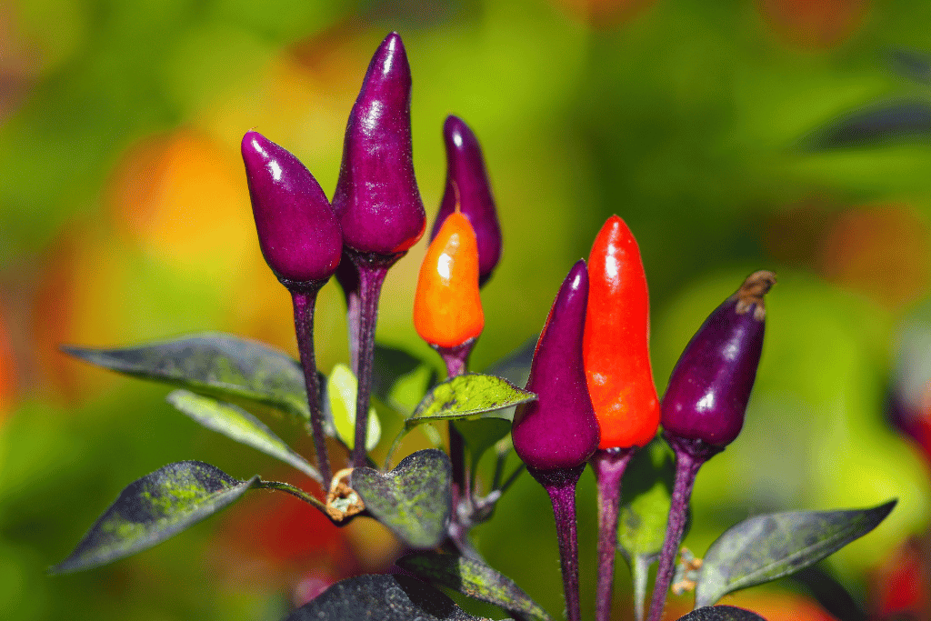 Purple tiger peppers