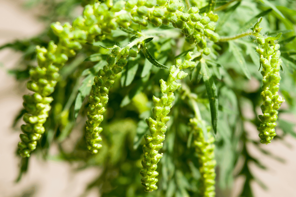 Ragweed