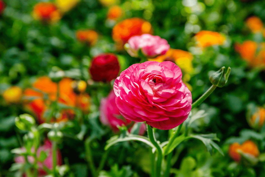 Ranunculus feb-27-23