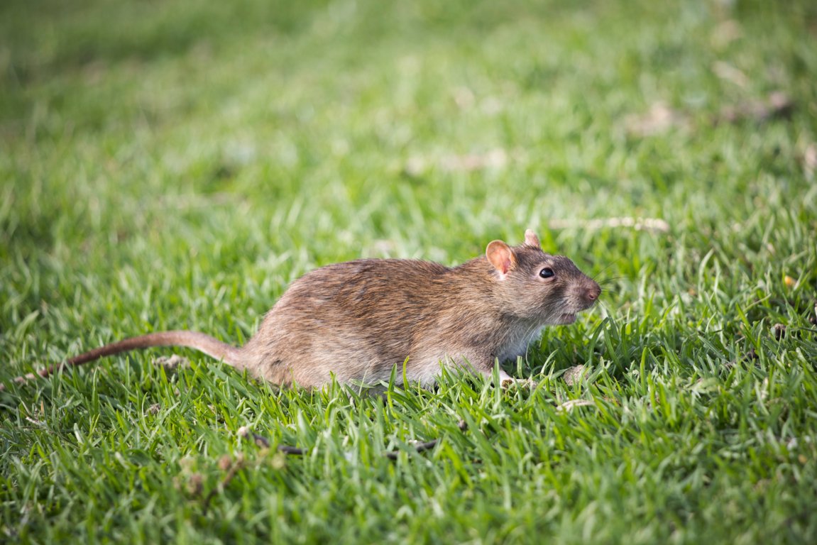 Unearthing the Mystery Behind Small Holes in the Lawn Overnight