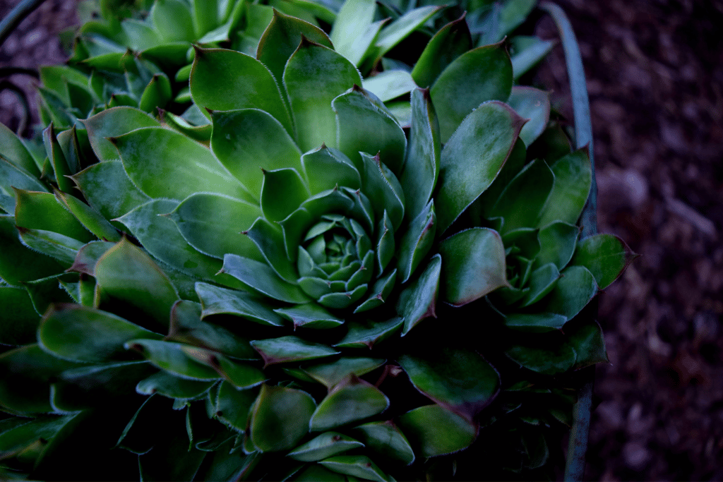 How to Recognize and Revive an Unhealthy Hen and Chick Plant