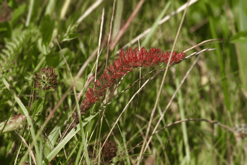 boreal creeping red fescue