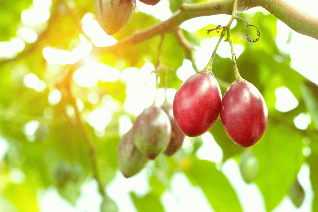 Red Fruit