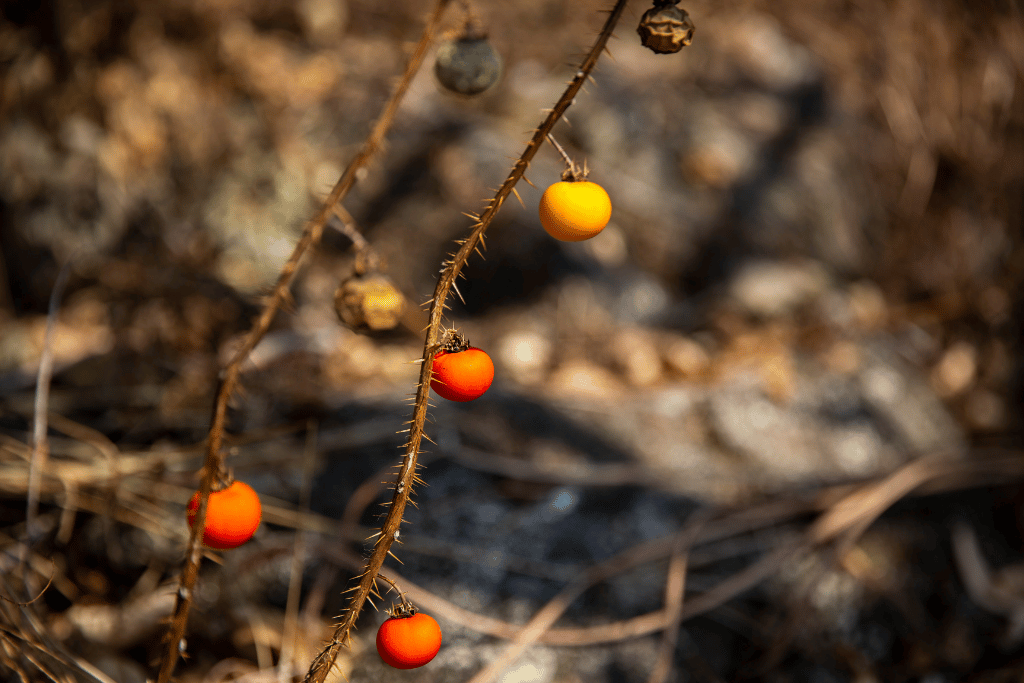 Red soda apple