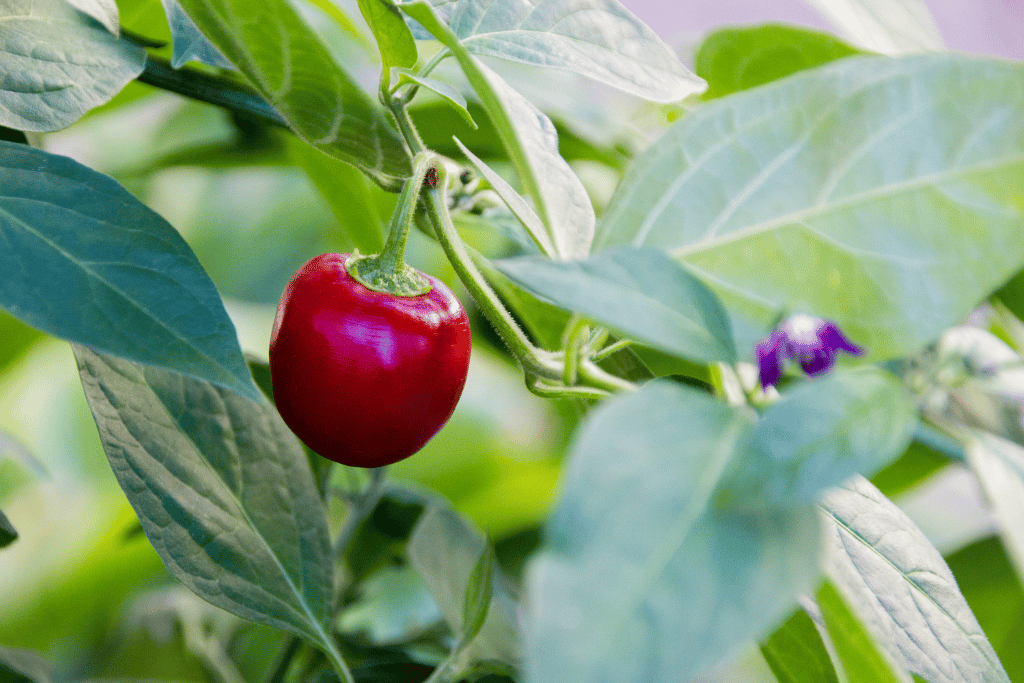 Rocoto Peppers