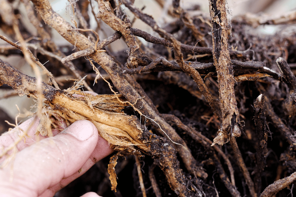 Root Rot