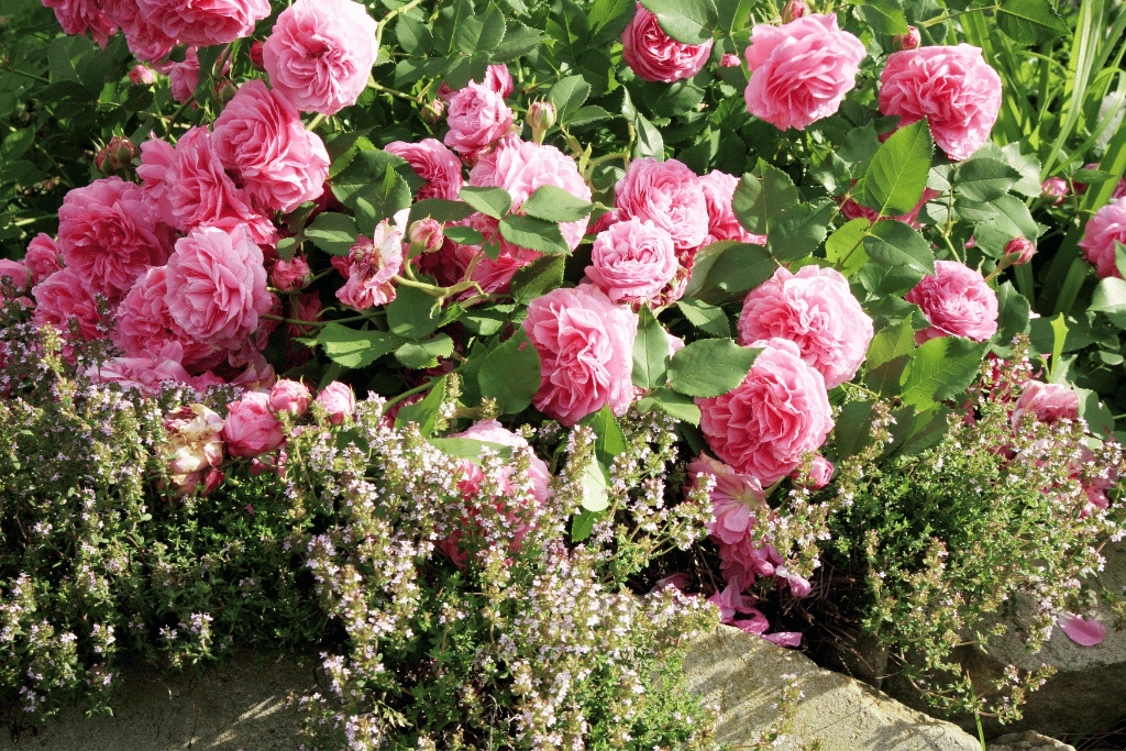 Rose Bushes