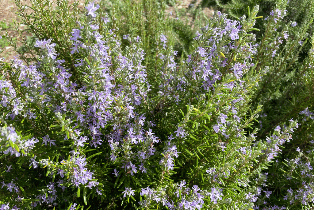 Rosemary