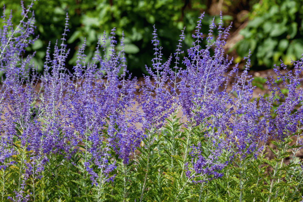 Russian Sage