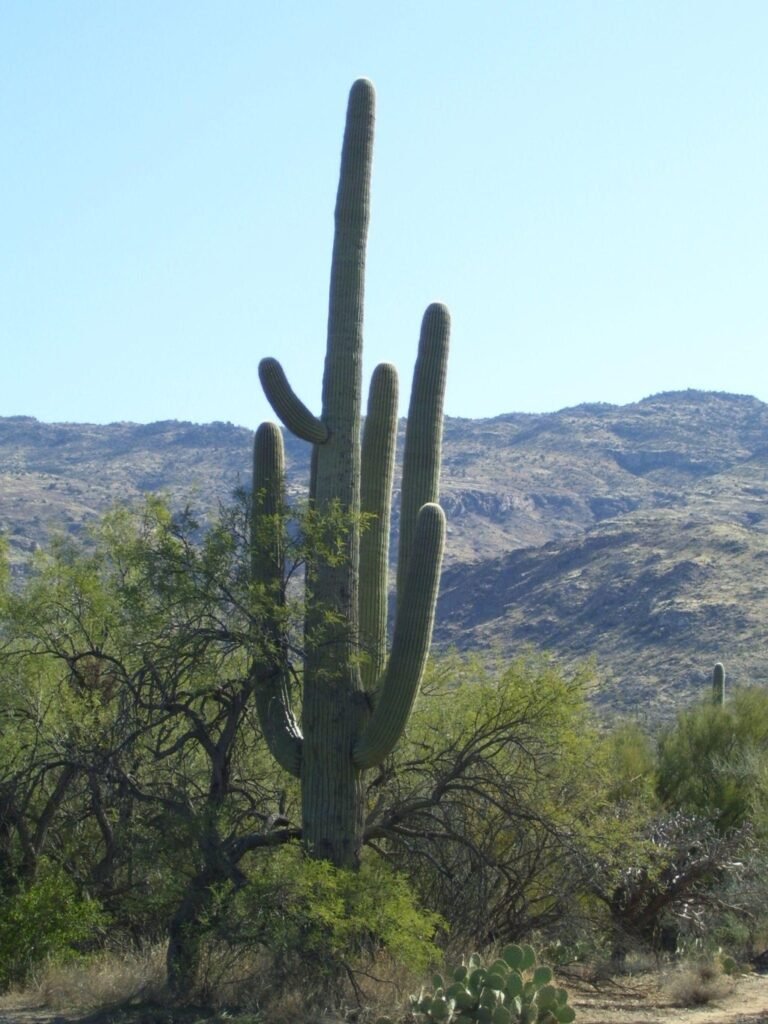 Saguaro Cactus