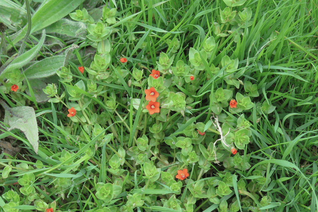 Scarlet pimpernel