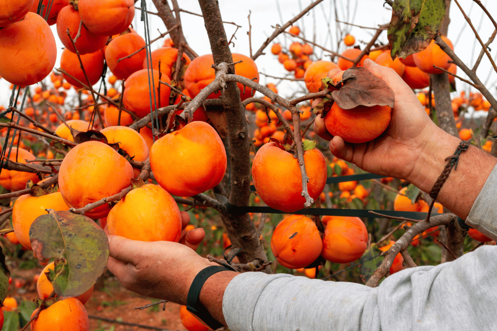 Sharon Fruit 