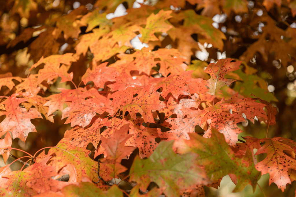 Shumard Oak Tree