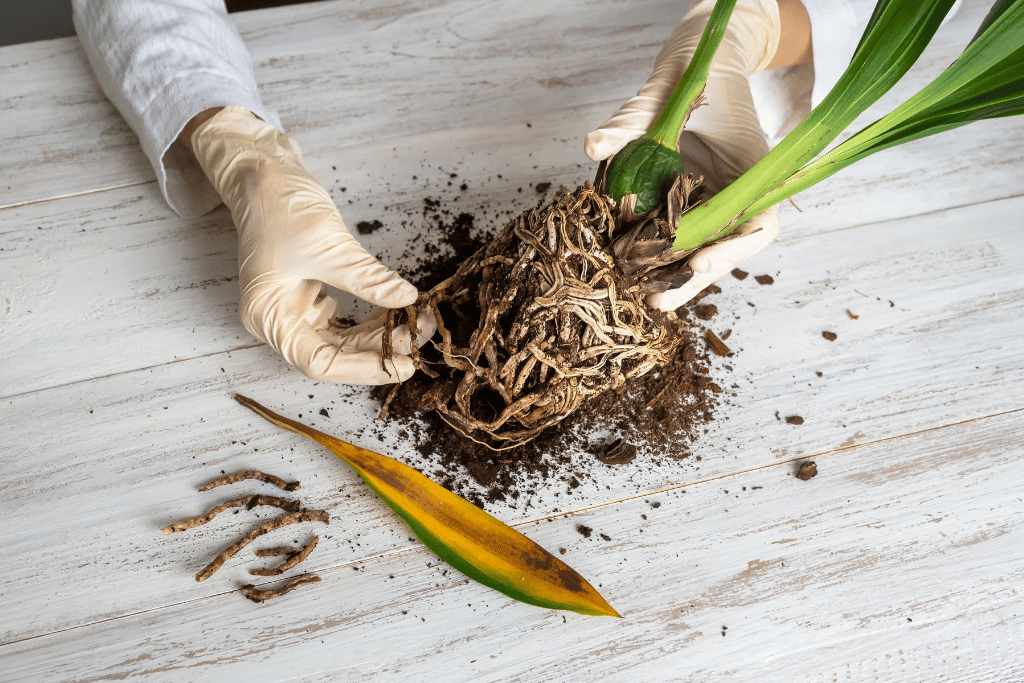 Signs of Root Rot