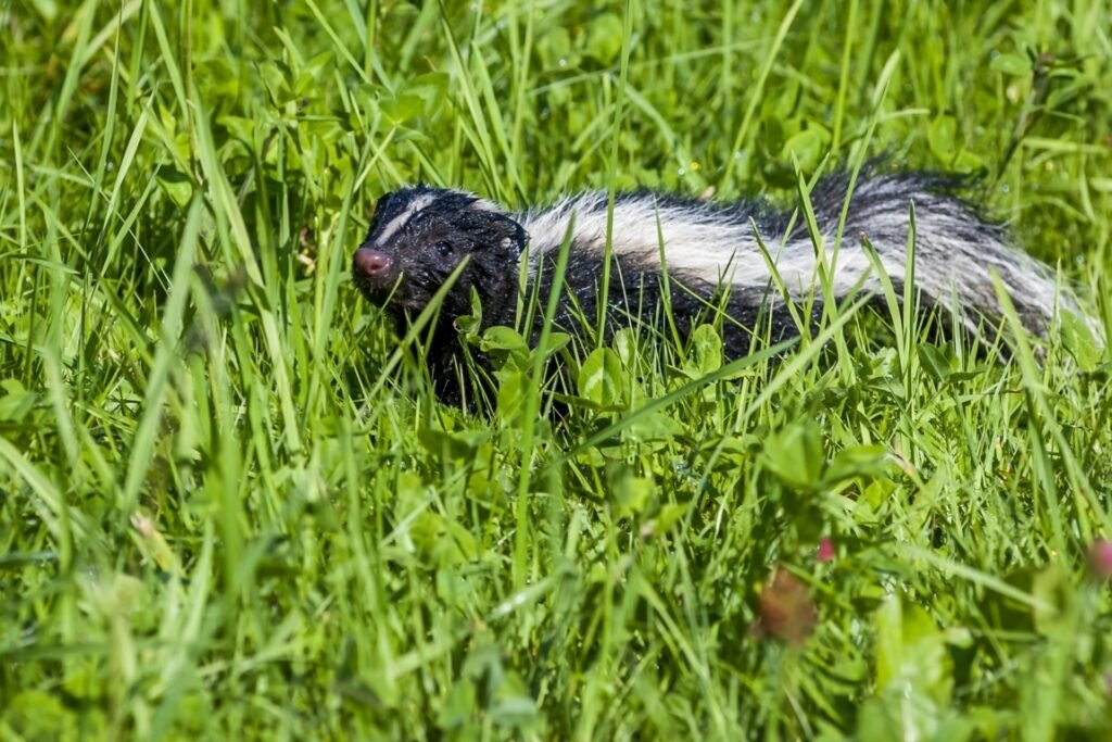 Skunks in Lawn 