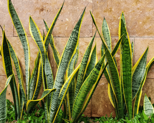 snake plant outdoors