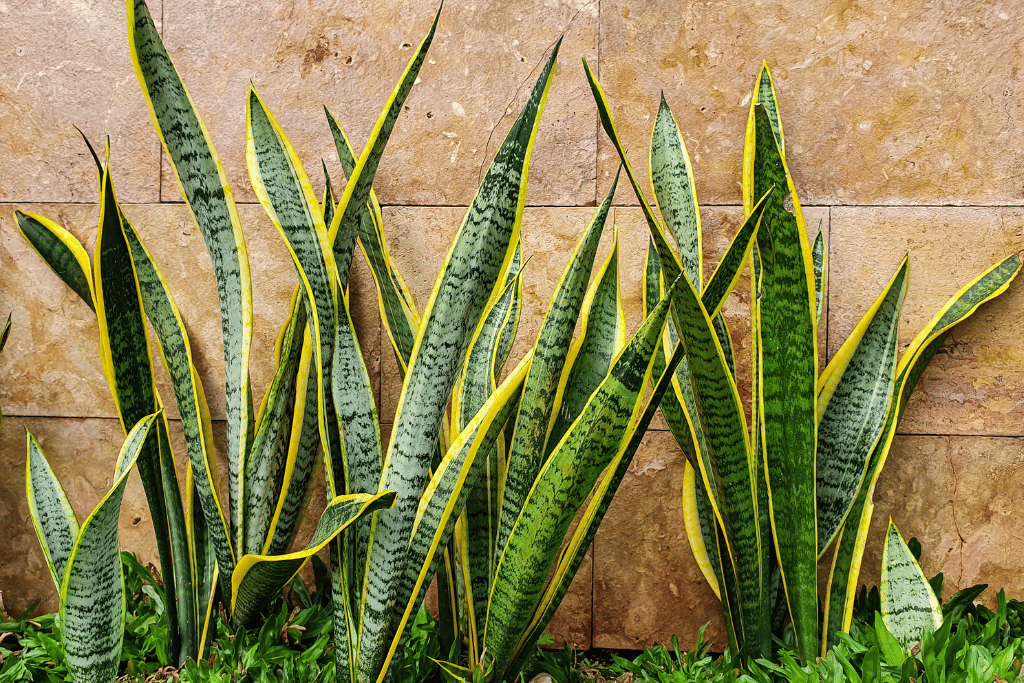 snake plant outdoors