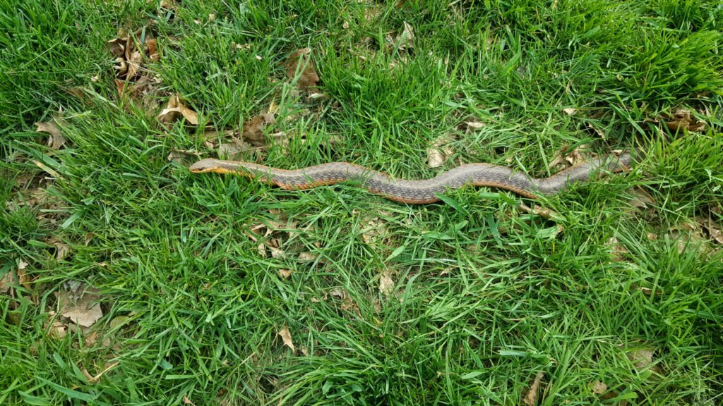 Snake in Lawn