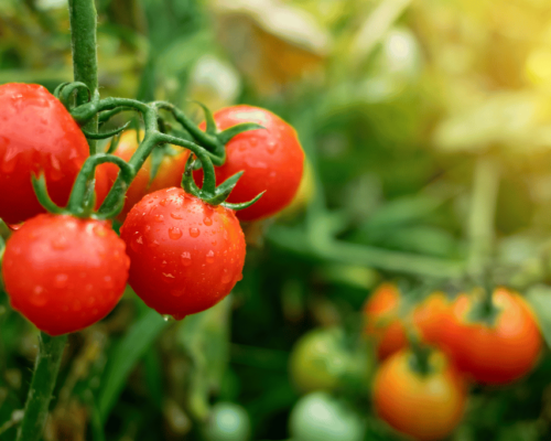 fruit that looks like a tomato