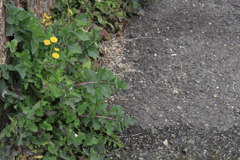 Sowthistle