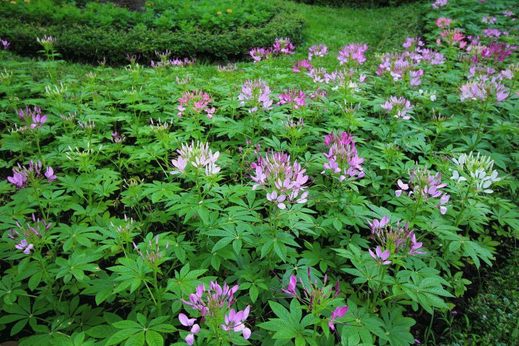 Spider Flower (Cleome hassleriana)