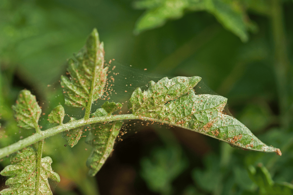 Spider mites