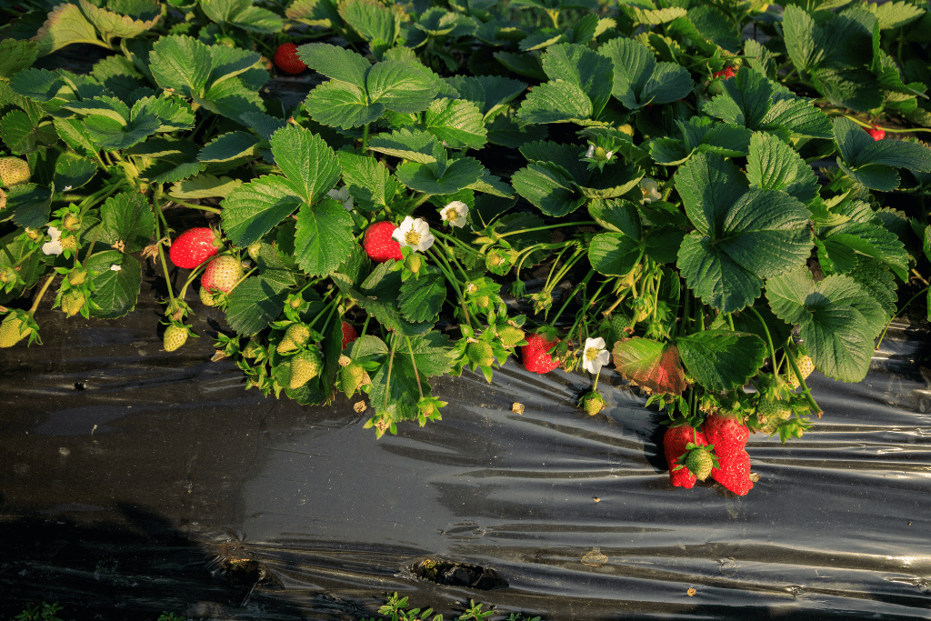 weeds that look like strawberry plants