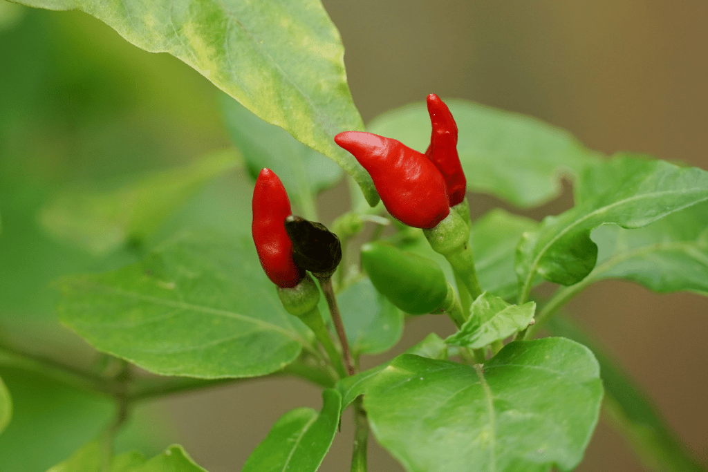 Tabasco peppers