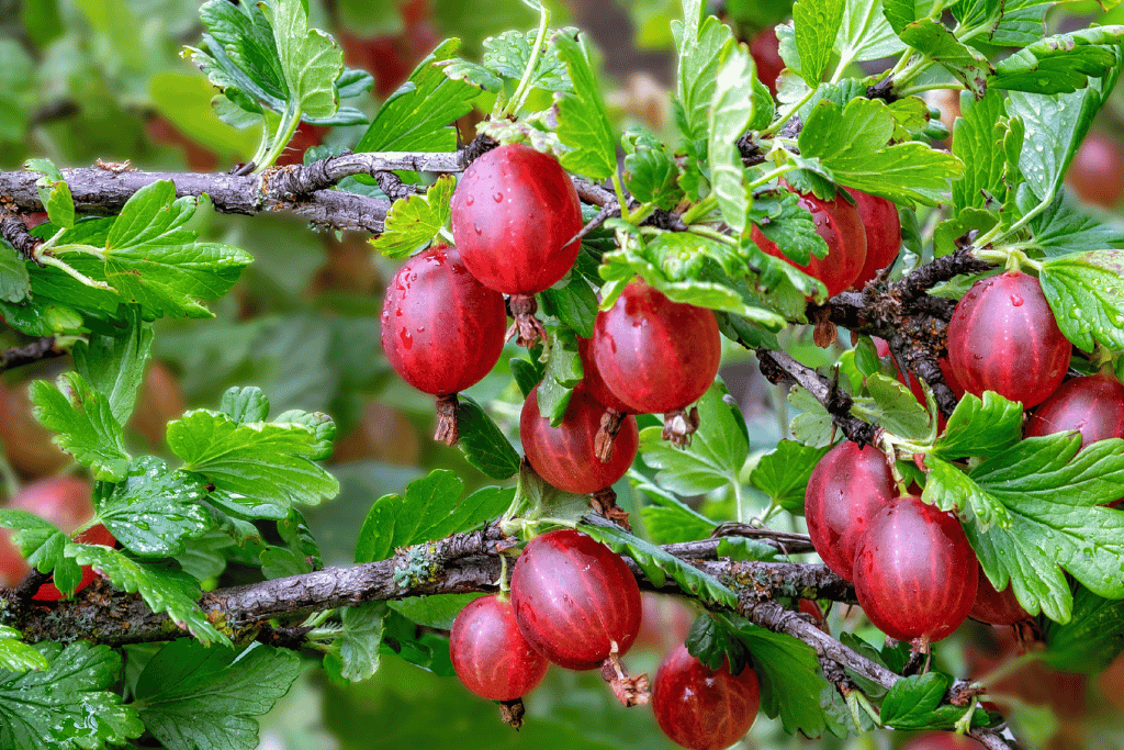 Tamarillo