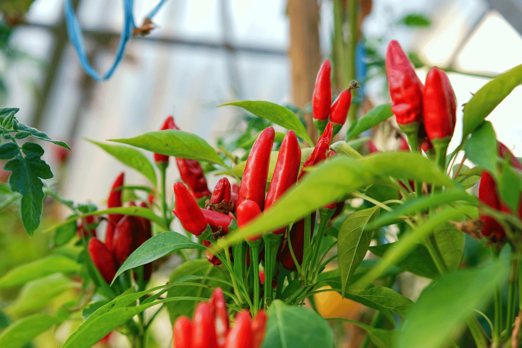 Thai hot ornamental peppers