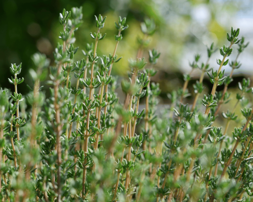 thyme companion planting