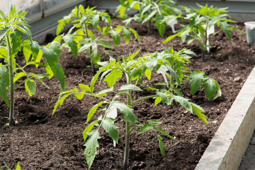 Tomato Seeding 