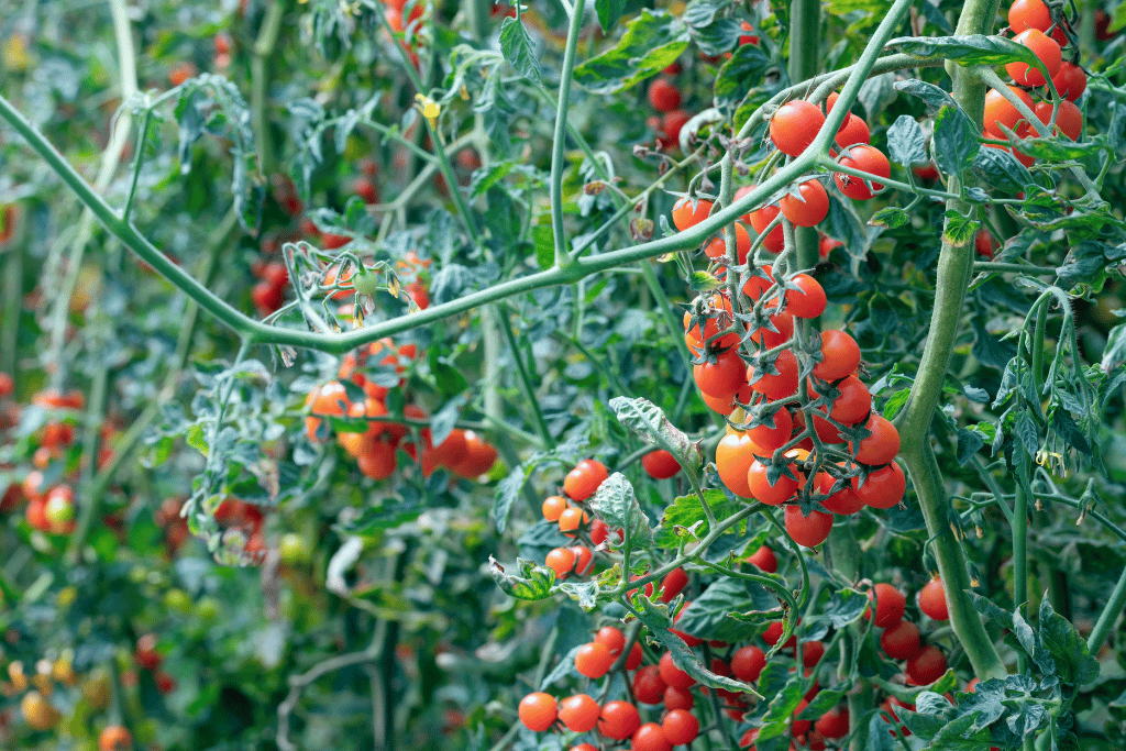 Tomatoes