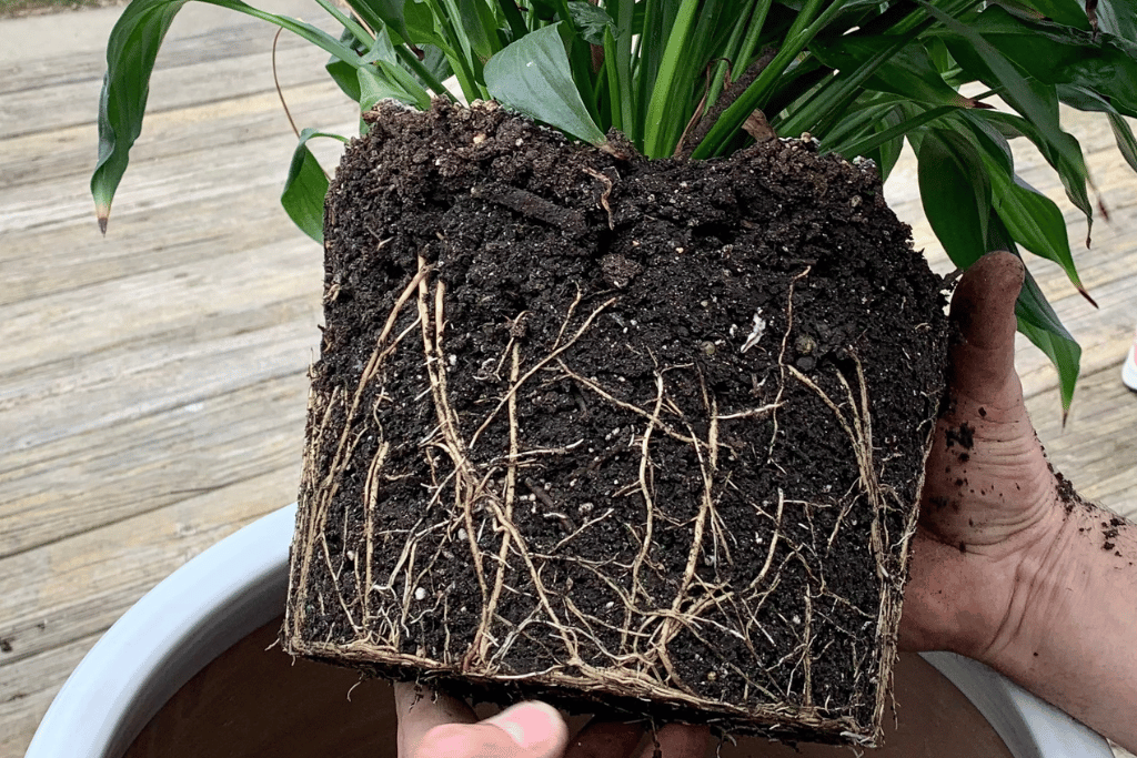 Treat Root Rot