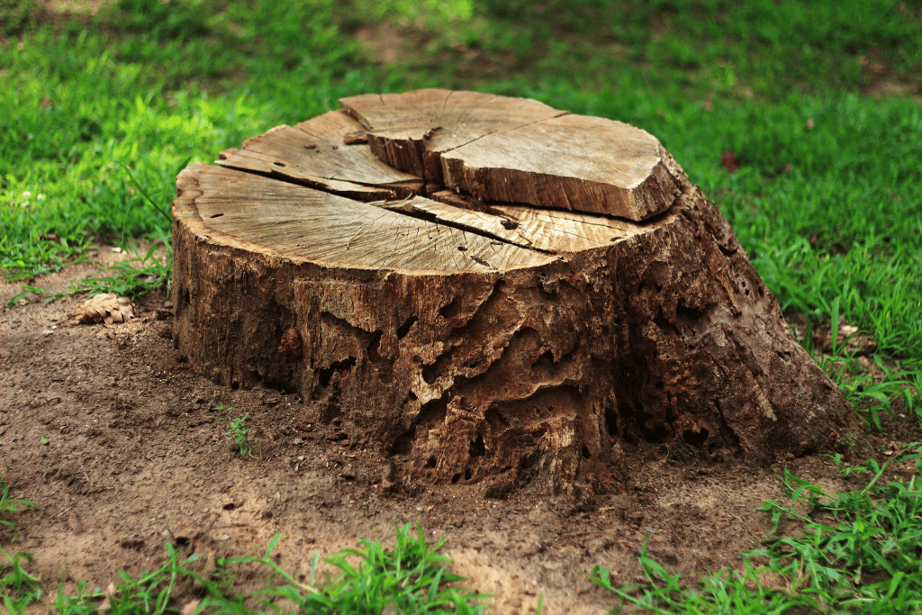 Tree Stump