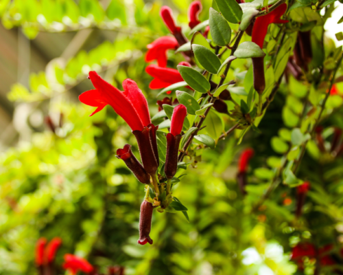 twister lipstick plant