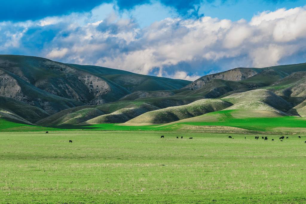 types of grass in california