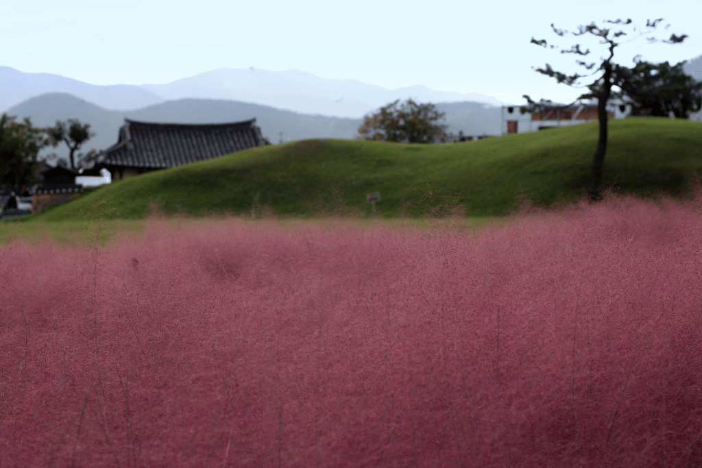 Uses of Pink Muhly Grass