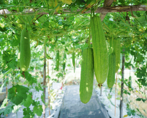 vine growing vegetables