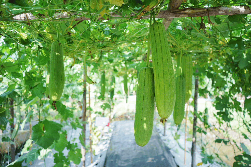 Vine Growing Vegetables