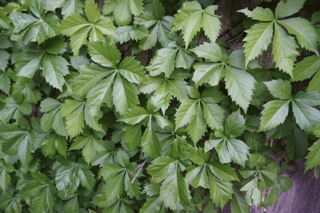 Virginia Creeper