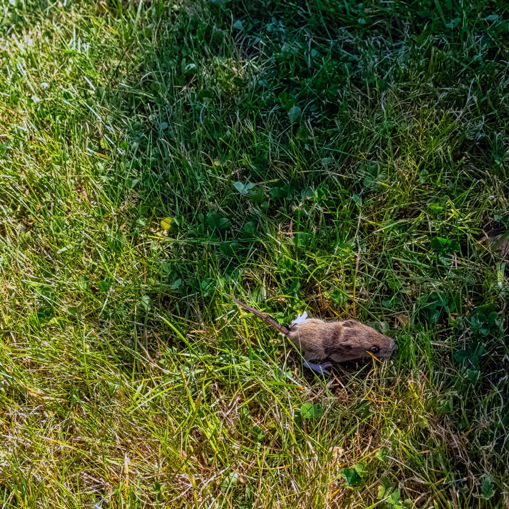 Voles in Lawn